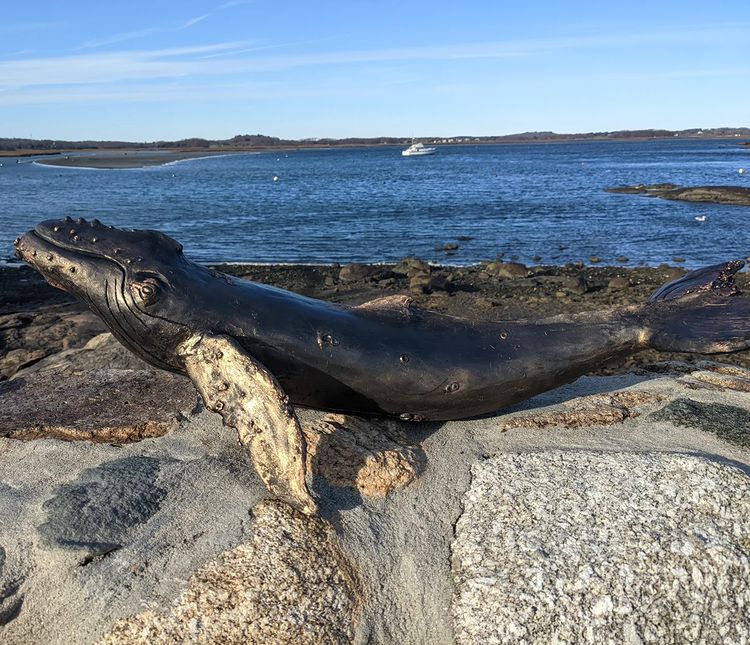 Humpback whale